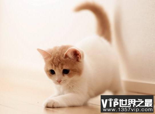 猫有智商吗？（养猫提高智力）