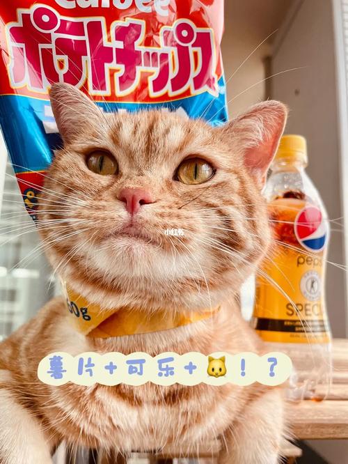 猫咪可以吃汉堡和可乐吗？（可乐的养猫）