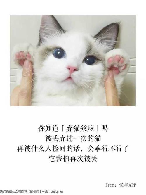 弃猫效应一般多长时间？（国外弃养猫）