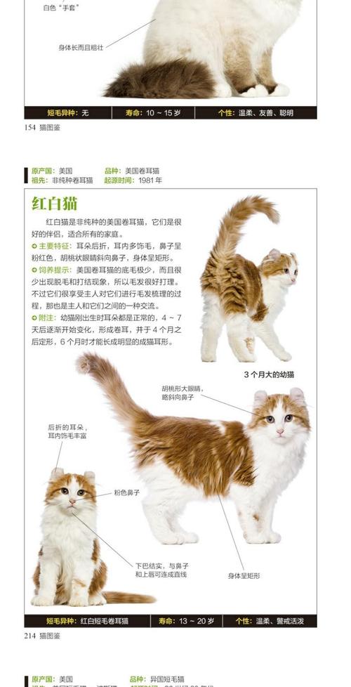 北大猫咪图鉴如何查看？（养猫猫图鉴）