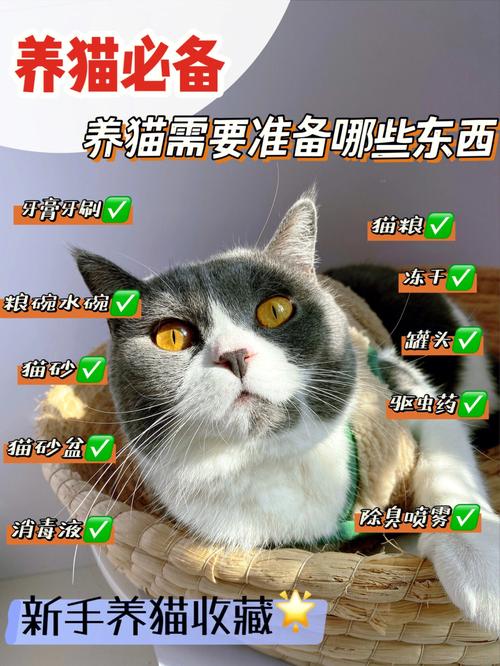 新手第一次养猫养哪个品种比较好？（新手建议养猫）