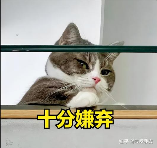 猫会嫌热吗？（养猫被嫌弃）