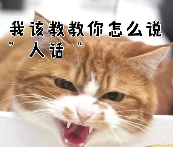 为什么喜欢猫的句子（养猫的理我）