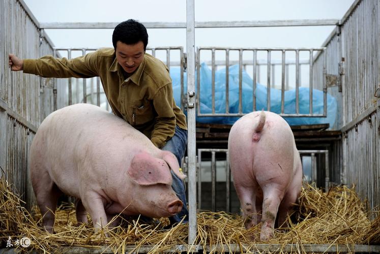 饶平有什么好玩的地方？（饶平今日生猪价格价钱）