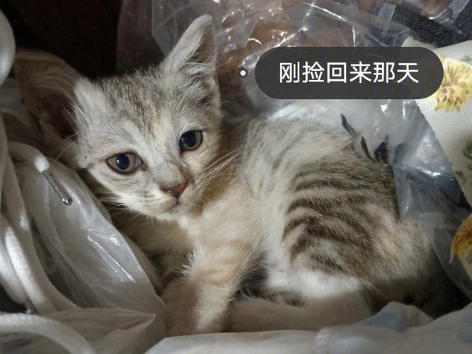 捡回来一只流浪猫应该怎么养？（养猫捡到猫）