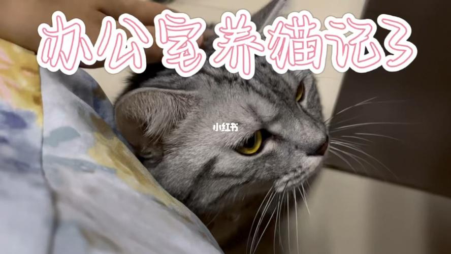 办公室养猫的注意事项？（办公区养猫）