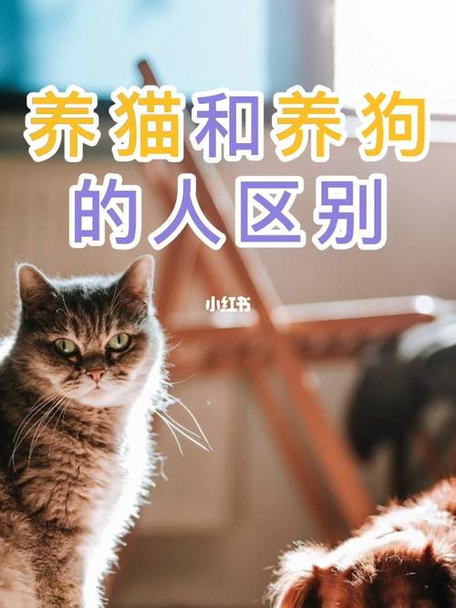 邻居大量养猫投诉哪个部门？（养猫城市人）