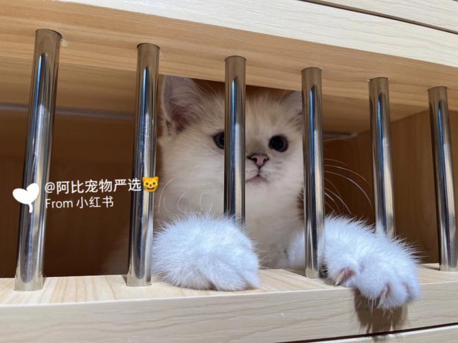 昆明哪有卖猫的？（昆明养猫协会）