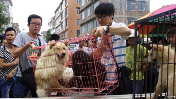 如何看待玉林狗肉节及爱狗人士的做法？（湛江养狗基地）