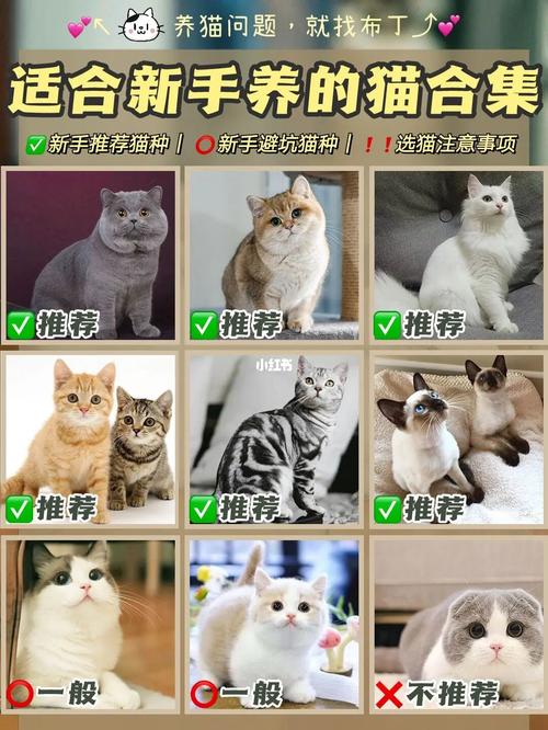 养20只猫一年利润？（三千块养猫）