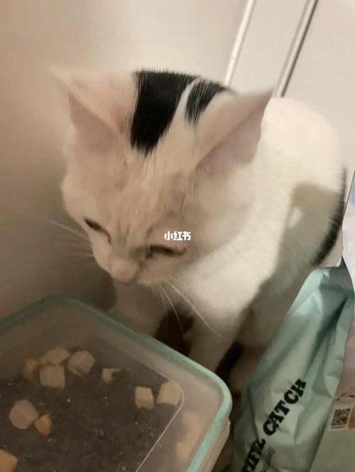 养猫吃肉还是吃猫粮好？（养猫纯吃肉）