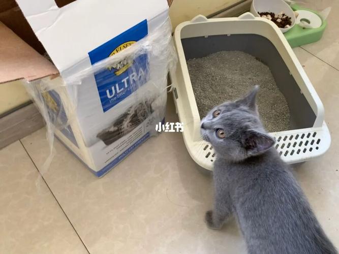 你好，请问猫猫还可以领养吗？（领养猫砂）