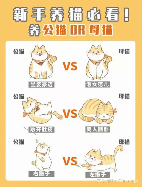 男女养猫区别有多大？（养猫的区别）