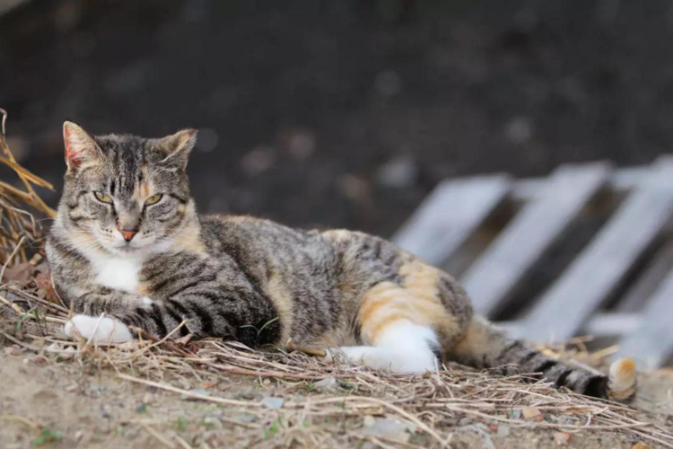 野猫对家猫有坏处吗？（家养猫危害）