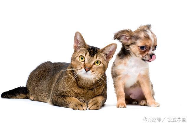 为什么不建议养猫和狗？（养狗养猫的区别）