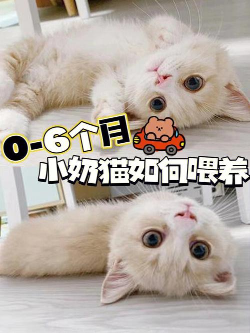 两个月的幼猫怎么养？（养猫小能手）