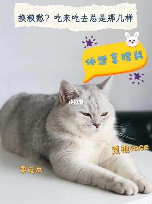 沧州话猫猫麻麻什么意思？（沧州养猫群）