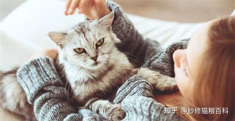 无力养猫了送给别人养了好吗？（未来养猫）