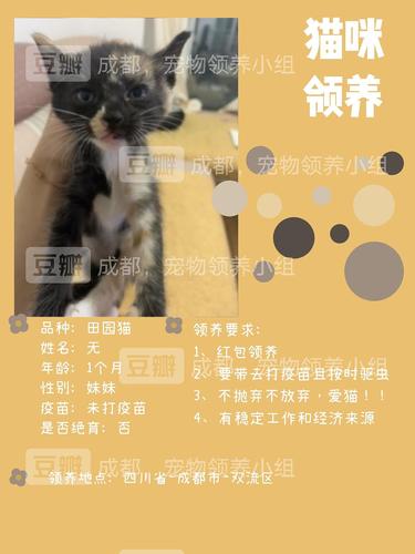 宠物领养是在哪些平台比较靠谱？（助力养猫群）