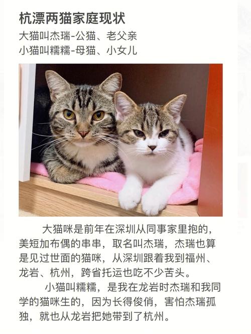 养五只猫一个月开销？（养猫年花费）