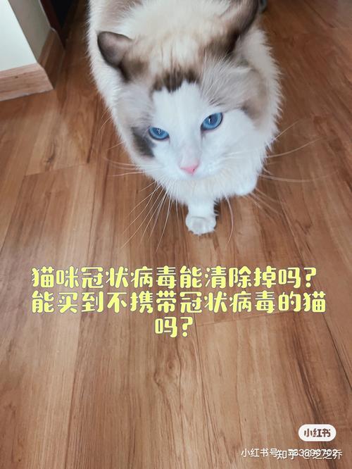 我家里一直猫是冠状病毒携带，还能够再养一只吗？（家养猫病毒）