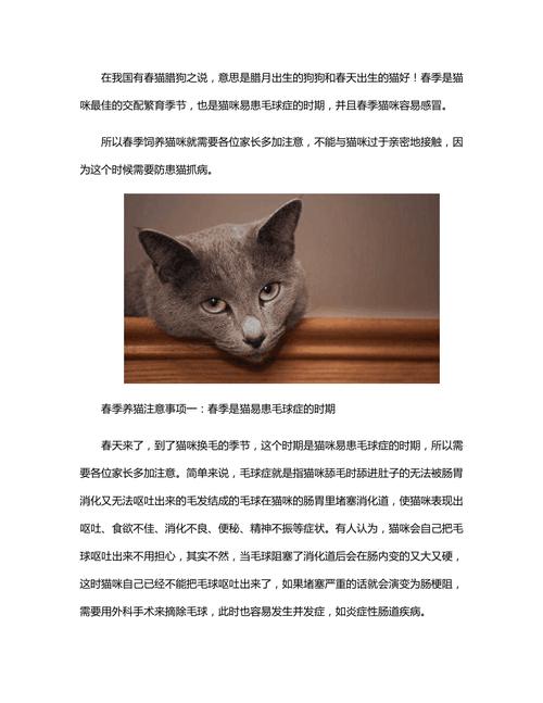 萌新养猫小常识？（猫养猫常识）