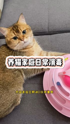 不养猫了房子怎么消毒？（封床底养猫）