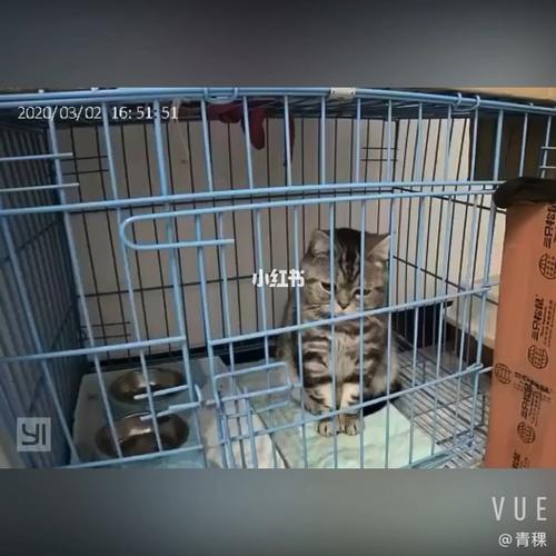 大家养猫的时候白天都是关在笼子里吗（安静的养猫）