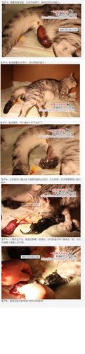 小猫胎盘要不要剪？（养猫碘伏）