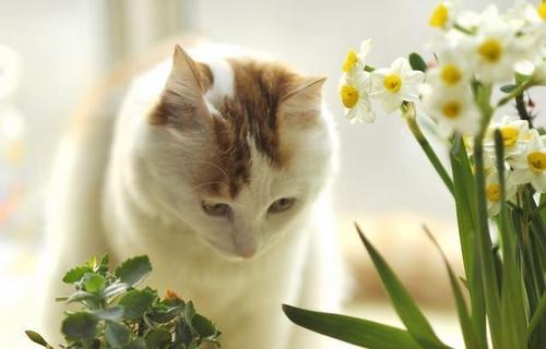 猫咪最忌讳的三种花？（供观音养猫）