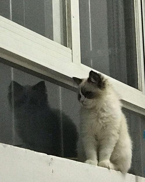 住顶楼猫咪夏天怎么办？（多楼层养猫）