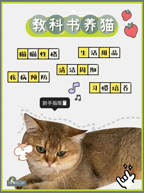 新手养猫？（养猫新手教学）