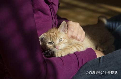 父母不让养猫猫，怎么劝说，在线等？（妈妈帮养猫）