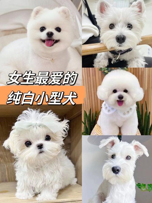 什么小型犬最好养？（什么小型狗好养又聪明）