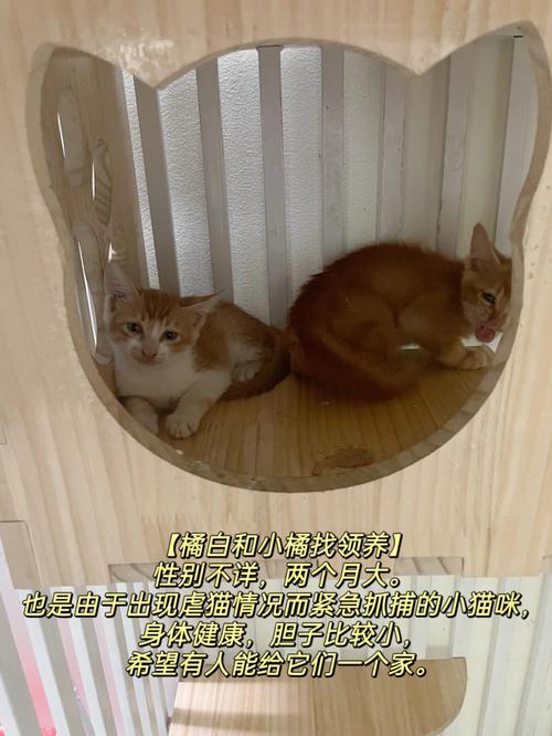 爬堂什么意思？（领养猫沧州）