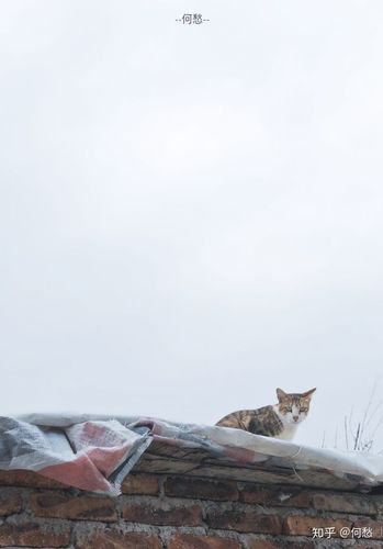 你是集市的养猫者出自哪里？（深山的养猫）