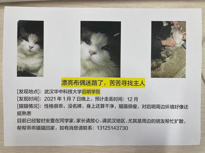 淘宝上1元领养猫是怎么回事？（收养猫骗局）