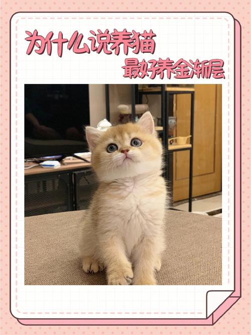 为什么金渐层比布偶还受欢迎？（夸赞养猫女）