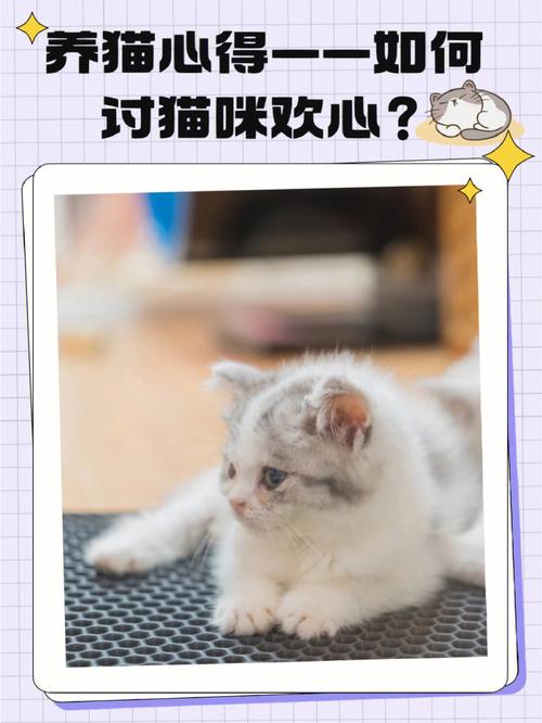 小猫一直叫个不停怎么让它不叫？（赞美养猫之人）