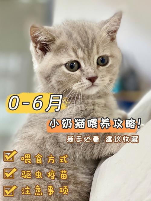 新手第一次养猫养哪个品种比较好？（新手养猫选择）