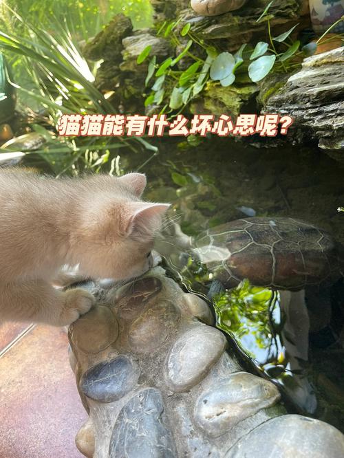 如何饲养淡水乌龟？（水循环养猫）