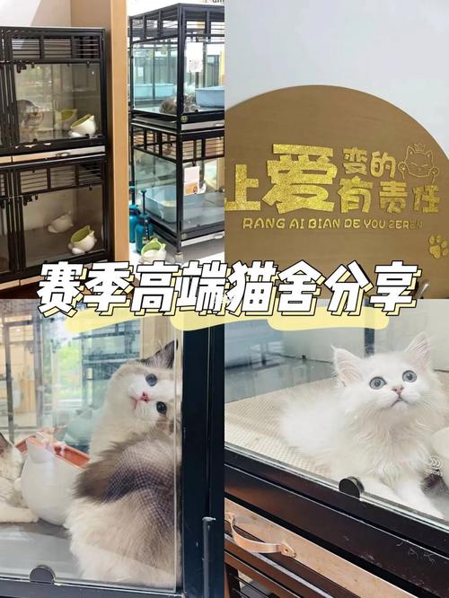 开个猫舍能挣钱吗？（养猫挣钱啊）