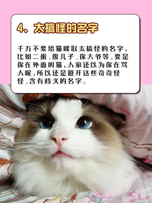 养猫爱好者快手怎么起名？（养猫女孩昵称）