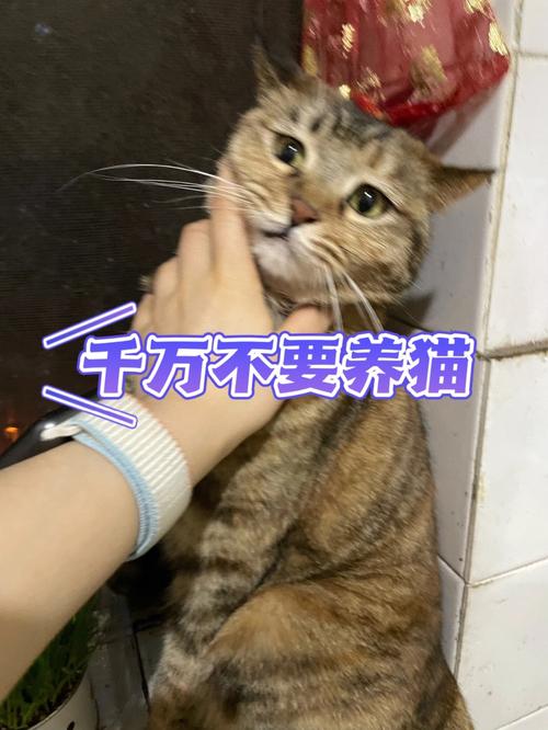 为什么不能把猫捡回家？（哥哥养猫吗）