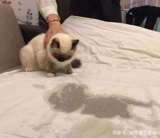 猫会在什么地方尿尿？（养猫在哪尿）