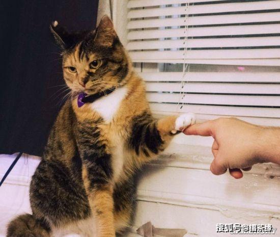 平时主人不陪猫玩它会伤心吗？（养猫不陪伴）