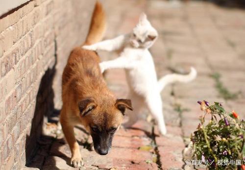 为什么农村老话说“猫来穷，狗来富”？（生肖狗养狗）