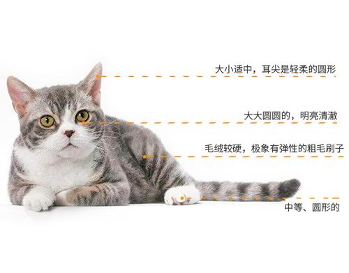 猫定理名词什么意思？（养猫的理论）