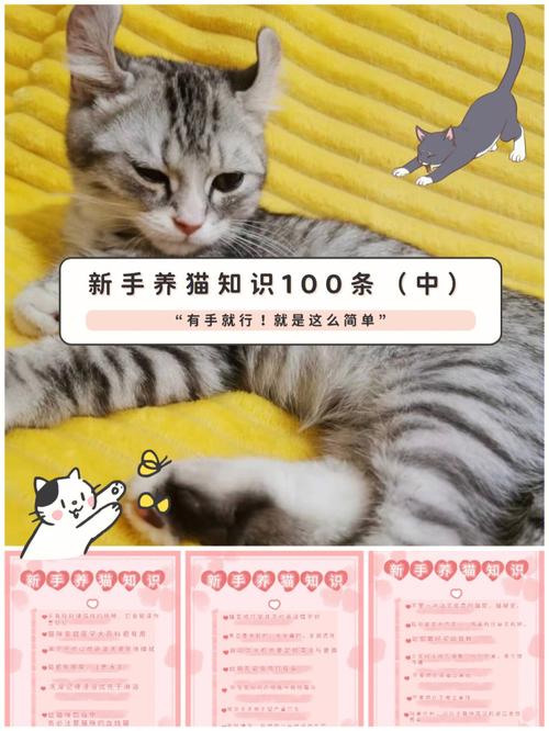 养猫新手入门必知？（养猫的新手）