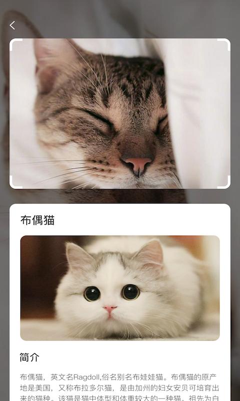 如何在手机上领养一只小猫？要怎么做？（开启云养猫）